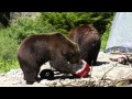 Grizzly Bears Rearrange Campsite