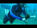 Chased by Mermaid Scott Swanson