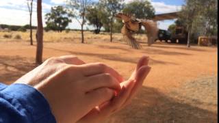 bird flight in 'slomo'