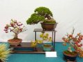 秋の盆栽山野草展