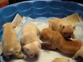 french bulldogs at 4 weeks