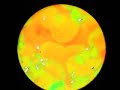 SmA-SmC* transition