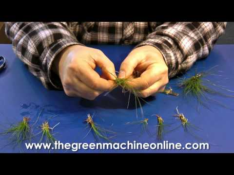 how to plant dwarf hairgrass
