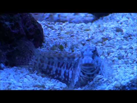 100 Gallon Reef Tank.wmv
