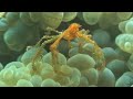 Orangutan Crab