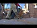 Missoula Chicken controversy