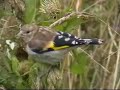Goldfinch     (Carduelis carduelis)