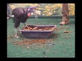 Ground Hornbill Training Ground Hornbill Training