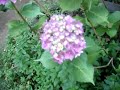 My Hydrangeas 愛の園