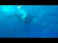 KILLER WHALE ORCA MOTHER Kalina & BABY Malia @ SEAWORLD ORLANDO FLORIDA PART 4 SHAMU