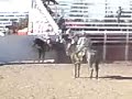 toño salas jineteo de yegûa