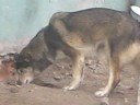Instinto Animal