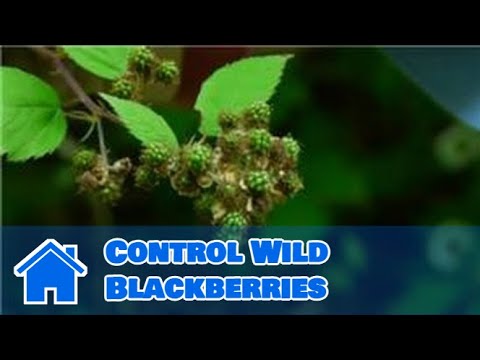 how to transplant wild blackberry bushes