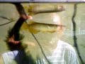 My hobbies....rearing arowana, koi, dragon fish, ketitir... My hobbies....rearing arowana, koi, dragon fish, ketitir...