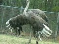 Ostriches mating Ostriches mating