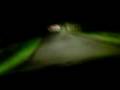country road drivin at night