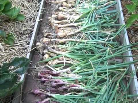 how to harvest onion seeds