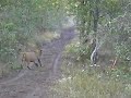 Zimbabwe Game Drive