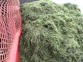 SILAGE TIME  2nd CUT  NEW HOLLAND