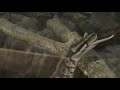 W?? - PYTON KR�LEWSKI - Python regius