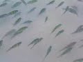 Fishes on Naka Noi Island beach (Phuket) Fishes on Naka Noi Island beach (Phuket)
