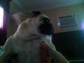 Yoda (my pug) dancing to elmo song