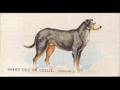 Smooth-Collie-Postca