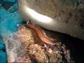 videos de Diving in Cape Verde - July 2008