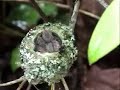 Hummingbirds