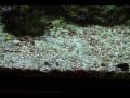 videos de Time lapse of Sand Sifting sea star