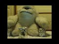 Cadburys gorrilla drum spoof