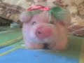 videos del aspiante (magia )2