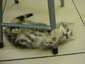 a cute kitten