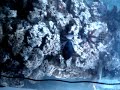 300 gallon full cylinder  reef tank in early stages