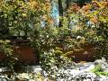 videos de Auburn Botanical Gardens Parrot