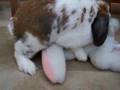 Bad Bunny(Sparky) !!
