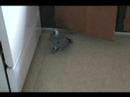 African grey Manzi playing with bottle cap African grey Manzi playing with bottle cap