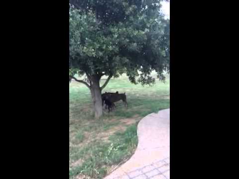 Video of Vanessa with her littermate and friends
