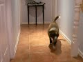 Tia Border Collie pup Learns to Retrieve a Tennis Ball