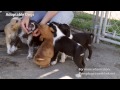 Adoptable Dogs