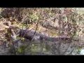 Wakulla Springs