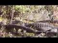 Wakulla Springs