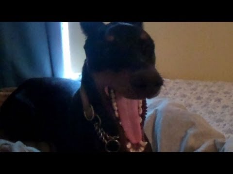 DOBERMAN