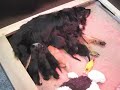 Puppies twee weken oud deel twee