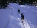 This clip was taken on a trail near Martis Peak near Lake Tahoe on 12Jan07.  The two dogs are GSPs and adopted puppies from a shelter. Seamus in the wheel position is available for adoption.  Mojo in lead is a very hi energy puppy that 