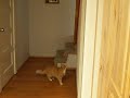 Crookshanks and the laser pointer
