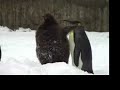 Penguins pt.2