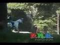 Groton House 1 2008 Nov Cross Country HORSE JUMPING