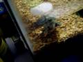 What I wake up to every morning (My Turtles)