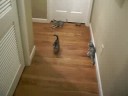 Black Rosetted Silver Female Kitten at 7 weeks